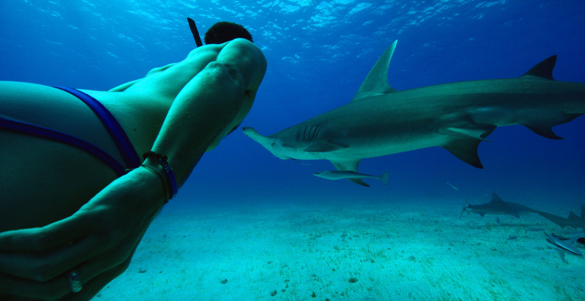 TFF_Freediving Gt 2 Hammerhead.jpg